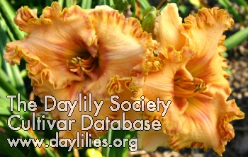Daylily Tennessee Lady Vols
